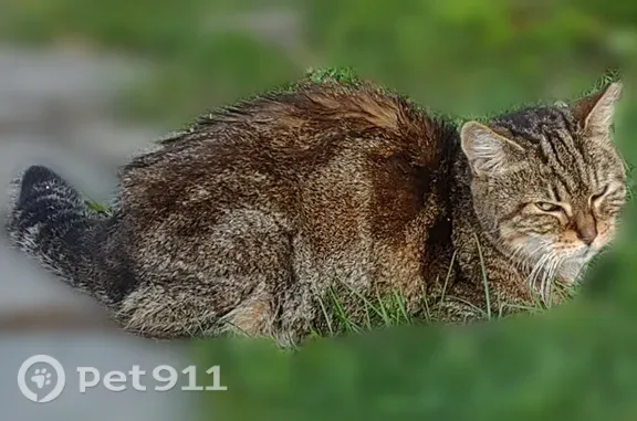 Lost cat, Fairfield Avenue, 251, Waterbury - female, clipped left ear - photo