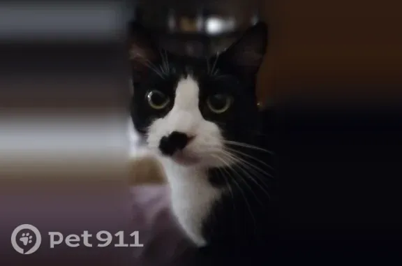 Missing cat Wichita, photo: Lost cat, West Macarthur Road, 2101, Wichita - black and white tuxedo, shy with new people