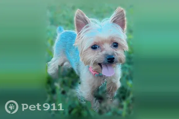 Lost dog, Hummingbird Avenue, 806, Pharr - photo