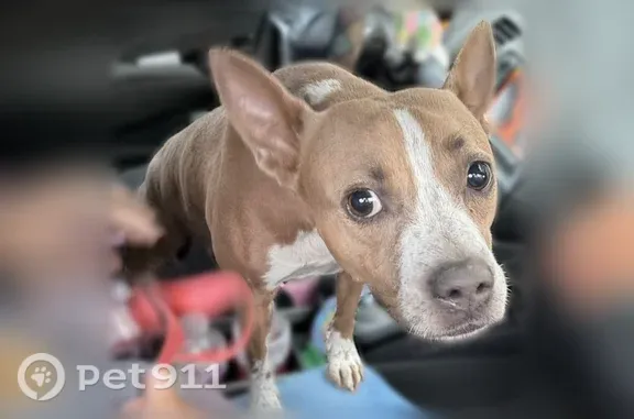 Found dog Homestead, photo: Found dog, Homestead, Florida, Doral - female, small, brown with white spots and white paws