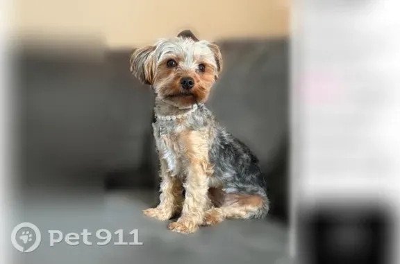 Lost dog, B Street, 1205, Wilmington - shy greyish Yorkshire terrier - photo