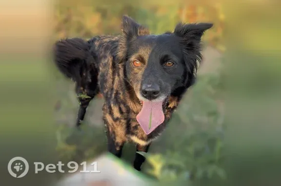 Lost dog, Danforth, Illinois, Arlington - female Australian Shepherd/Black Lab/Chow mix - photo