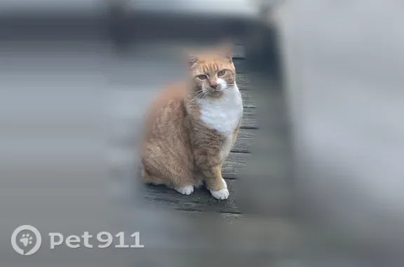 Lost cat, Forest Street, 63, Winooski, Haverhill — orange and white, chipped - photo