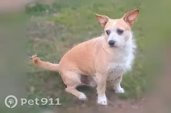Lost dog, Minnie Street, 2304, Haltom City - male, short and chubby - photo