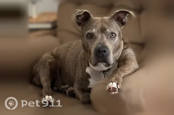 Lost dog, Tristino Lane, Palmer Ranch, Sarasota - female, brown brindle pit mix - photo