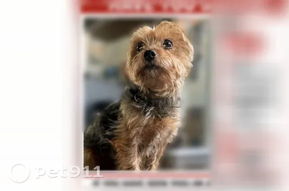 Lost dog, East 40th Street, Paterson - small and old - photo