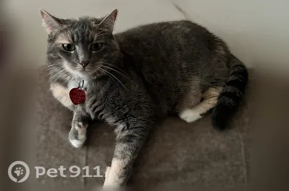 Lost cat, Southwest 180th Avenue, 5513, Beaverton — female dilute tortie with red heart collar - photo
