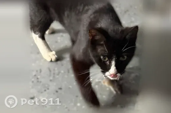 Lost cat, Mount Zion Road, 10672, Springfield Township, Glen Rock — black-and-white outdoor cat - photo