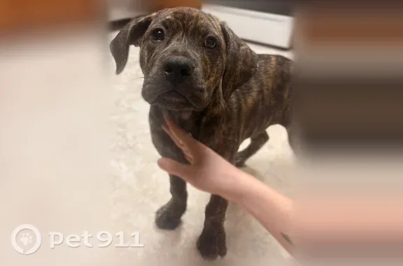 Found dog Big Sandy, photo: Found dog, White Oak Road, 10343, Big Sandy - puppy