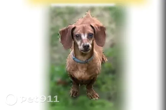 Lost dog, Bird Road, 1256, Branson - male dachshund - photo