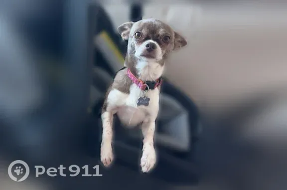 Lost dog, Arrowhead Road, 2949, South Venice, Venice — female Chihuahua - photo