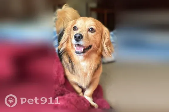 Lost dog, Lake Drive, 6316, Charlotte - male, honey-colored with black on the back - photo