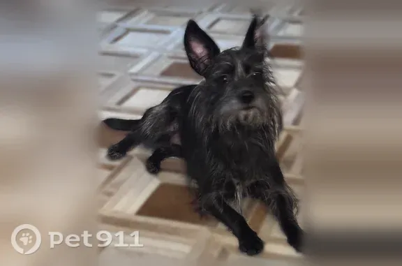 Lost dog, female, Park Vista Street, 336, Lincoln - shy black terrier mix - photo
