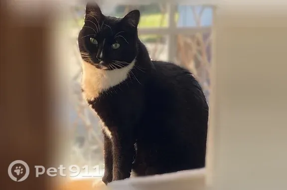 Missing cat Spokane, photo: Lost cat, West Excell Avenue, 5804, Spokane — female black and white tuxedo cat