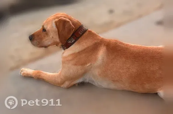 Lost dog, Blackland Road, 11231, Willis, Houston — yellow Lab, camo collar - photo