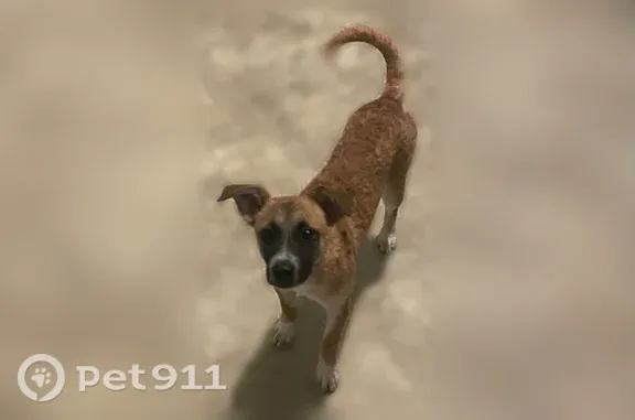 Lost and found pets Los Angeles, photo: Lost dog, South Mariposa Avenue, 1234 1/2, Los Angeles - puppy, about 20 lbs