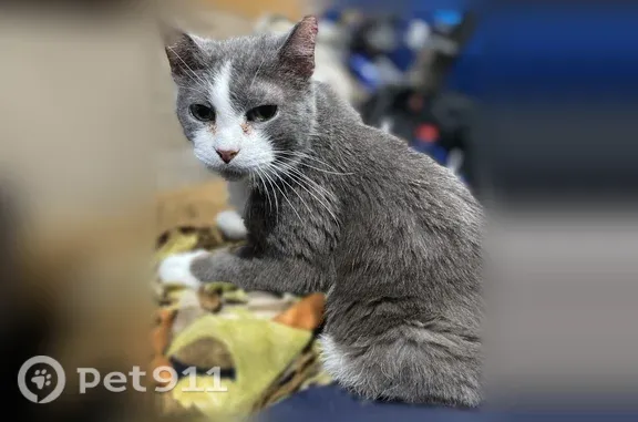 Missing cat South Bend, photo: Lost cat, South Michigan Street, 1711, South Bend - grey with white spotted feet