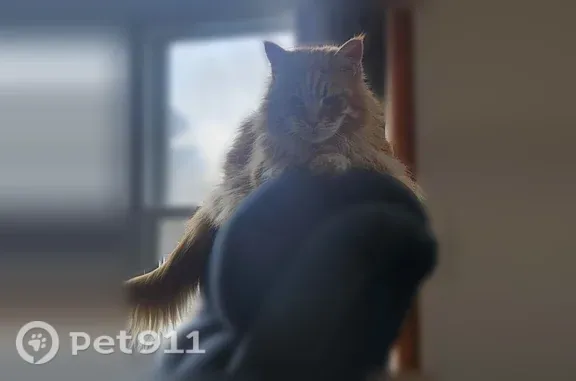 Orange coat, Maine Coon cat. He's a house cat, so we think he is nervous and is hiding somewhere.