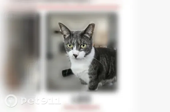 Lost cat, Irving Street, 121, Leonia — tabby with white fur on nose - photo
