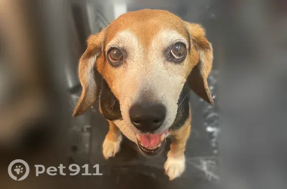 Lost dog, Elmora Avenue, 3560, Baltimore — very friendly - photo