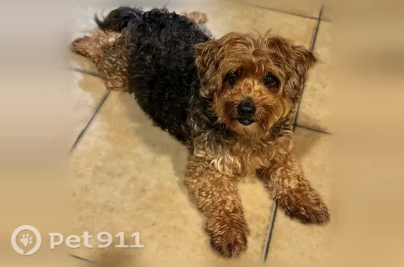 Lost dog, Lemon Avenue, 1710, Long Beach, Atlanta - brown and black, missing front top teeth - photo