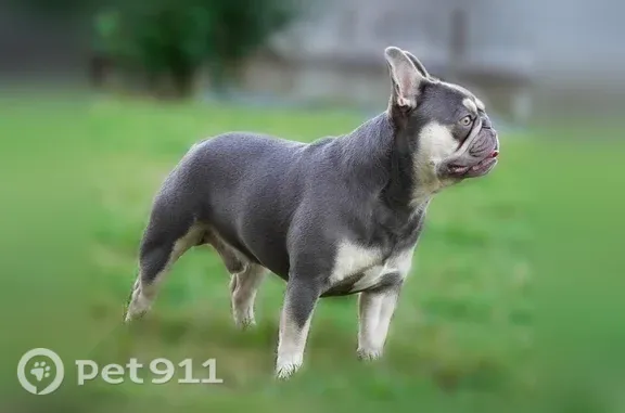 Lost dog, Birchshire Drive, 7324, Raleigh - male French Bulldog - photo