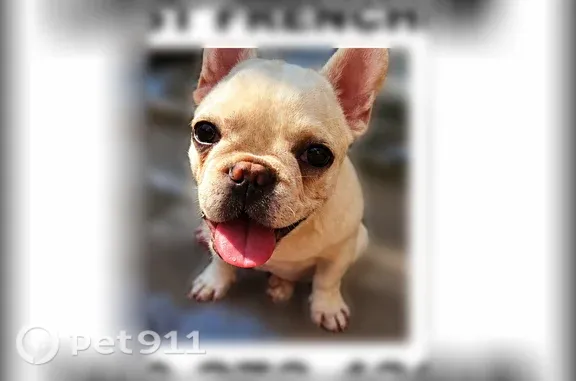 Lost pets San Antonio, photo: Lost dog, Edison Drive, 877, San Antonio - white Frenchie, 5 months old