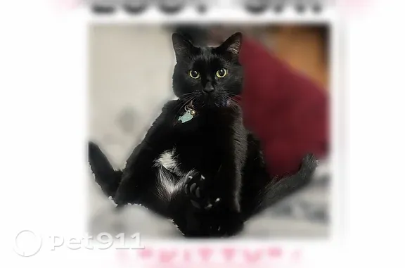 Lost cat, North Saint Marys Road, 25744, Mettawa, Libertyville - female, black with white undercoat - photo