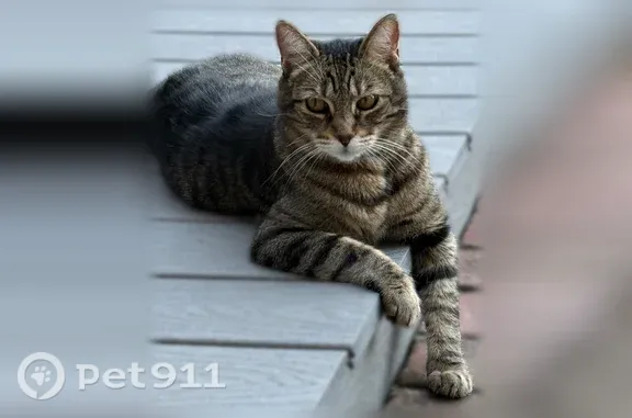 Lost pets Mountain View, photo: Lost cat, Doverton Square, 2762, Mountain View - black and brown tabby male