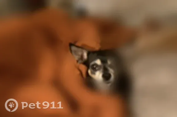 Lost dog, North Winton Way, 5711, Winton, Cambridge - black and tan, skittish - photo