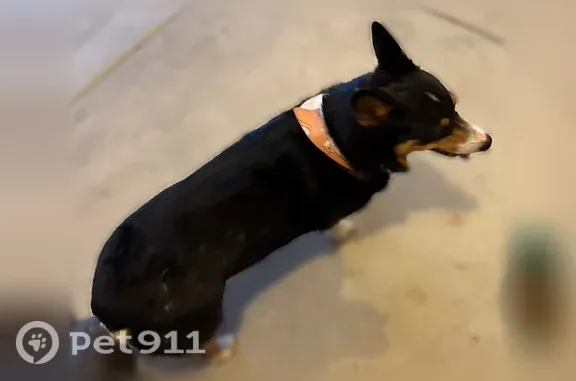 Found dog Kent, photo: Found dog, Southeast 229th Place, 10004, Kent - wearing a little scarf