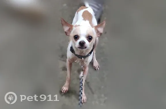 Lost dog, Coronet Circle, 1002, Heavener, Sallisaw - male, wearing a smurf collar with a tag - photo