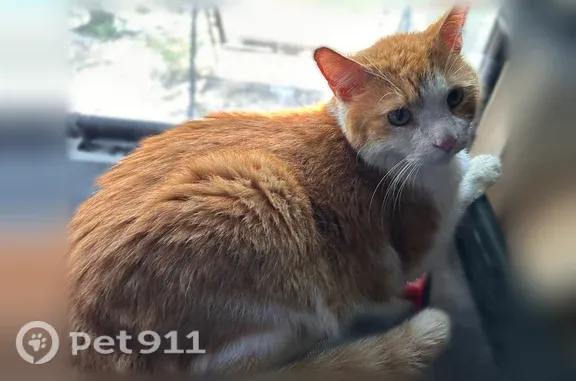 Found cat, Highlands neighborh...