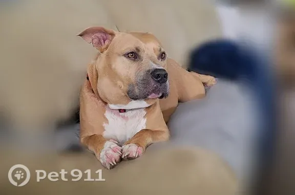 Lost dog, Sunray Court, 1299, Jacksonville - red collar - photo