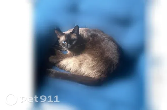 Lost cat, Garden Sage Drive, 1924, Oviedo - female Siamese - photo