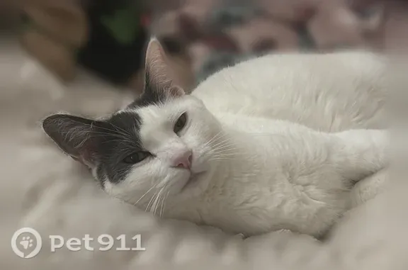 Missing cat Sacramento, photo: Lost cat, Quinones Avenue, 3830, Sacramento - male, white with a gray face and tail