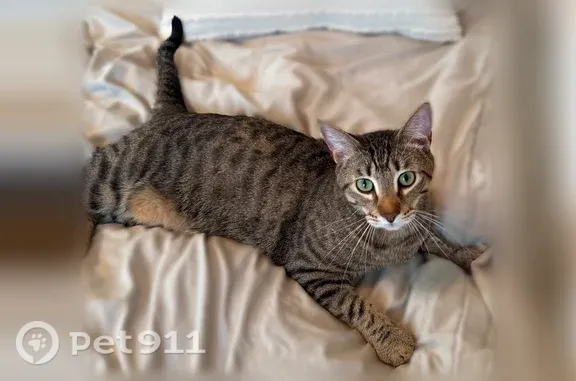 Lost cat, North Riverside Drive, 2211, Tampa - photo