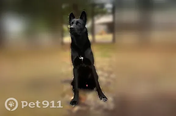 Lost dog, Cameldale Drive, 124, Socorro — male, black, tall - photo