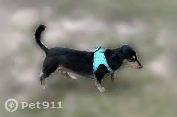 Lost dog, Saranac Drive, 116, Elgin — black and tan, short haircut - photo
