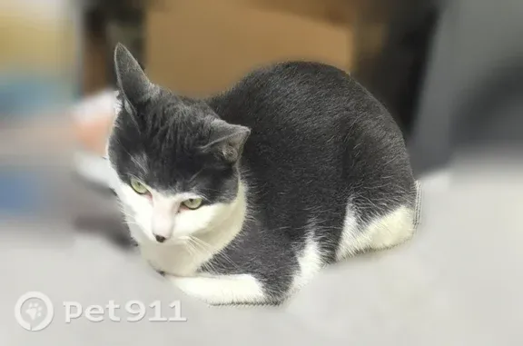 Missing cat Wakefield, photo: Lost cat, Wakefield, Massachusetts, Belmont - small 7 lb female with a smoky gray and white short coat
