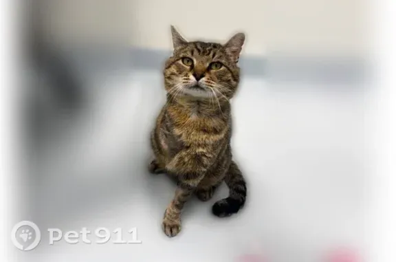 Lost cat, Laurel Lane, 243, Blowing Rock — tabby, three legs - photo