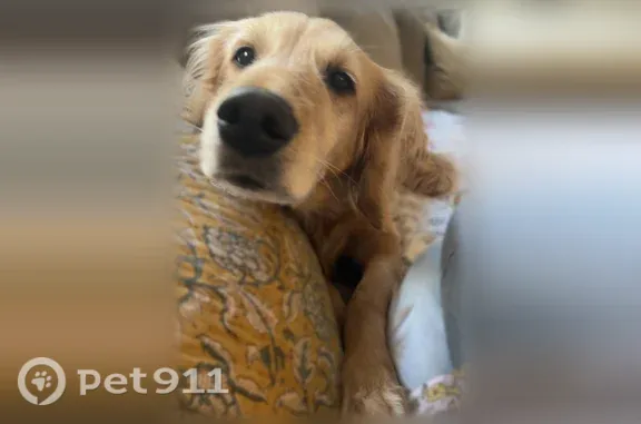 Lost dog, West Crystal Lake Road, 1689, Holland — female, beige golden retriever - photo