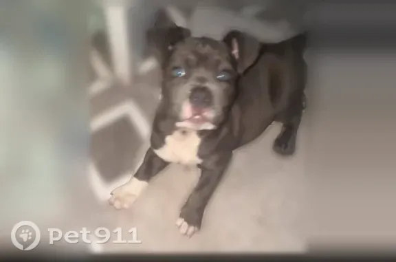 Lost dog, 13 Mile Road, 21437, St. Clair Shores, Arlington — male, XL bully, blue-grey coat - photo