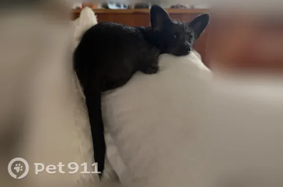 Lost dog, Irwin Street, 838, Anchorage - male - photo