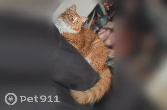 Lost cat, Sling Alley, Lyerly - shy orange long-haired male cat - photo