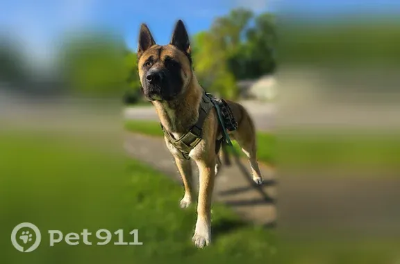 Lost dog, Carmell Drive, 6007, Columbus - male, a little over a year old - photo