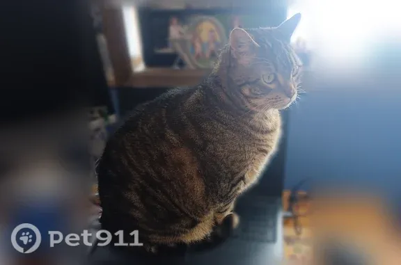 Missing cat Coeur d'Alene, photo: Lost cat, West Houston Avenue, 5704, Spokane, Coeur d'Alene - large tabby with short tail