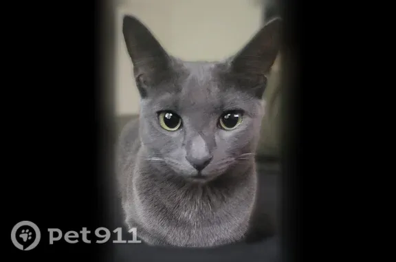 Lost and found pets Brooklyn, photo: Lost cat, Grand Avenue, 363, Brooklyn — skittish female