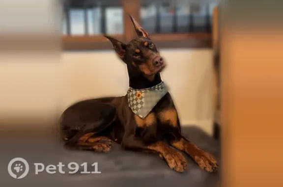 Lost dog, Randle, Washington, Morton - shy tan Dobbie girl - photo