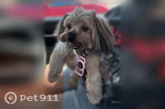 Lost dog, Whisper Trace, 3798, Schertz - female, pink collar - photo